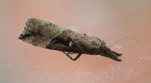 Hypena rostralis